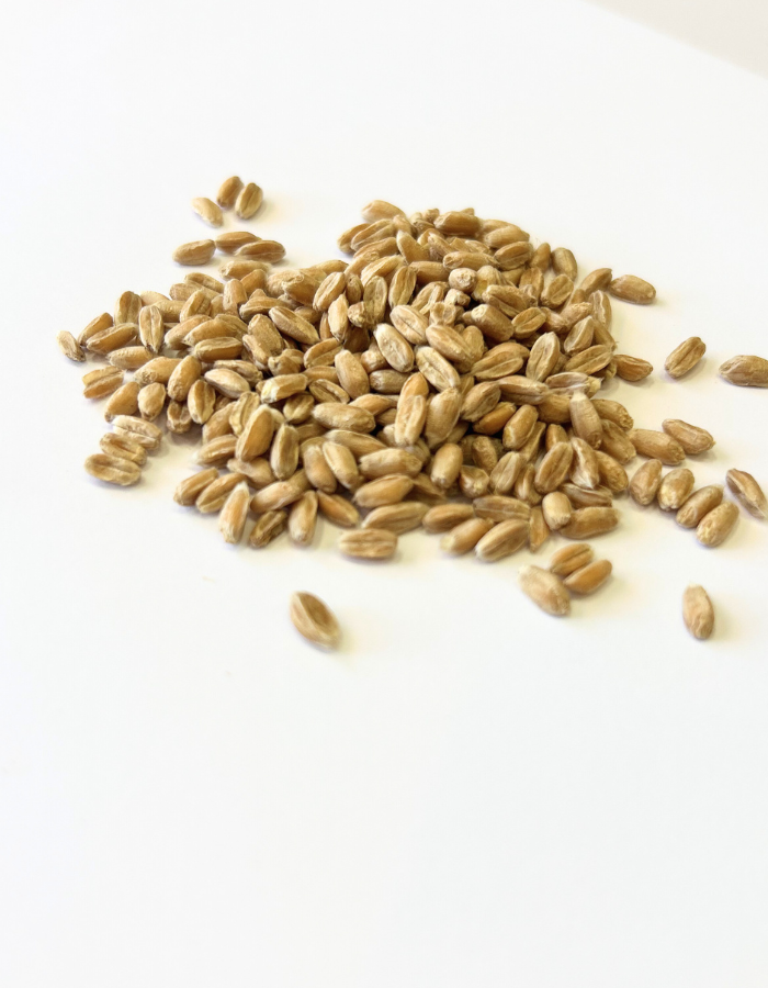SEMI DI FARRO 100% italiano - 300gr 2